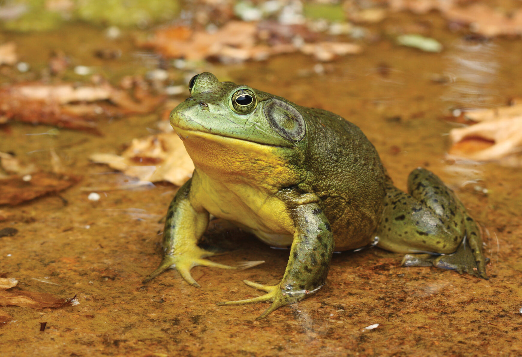 American bullfrog